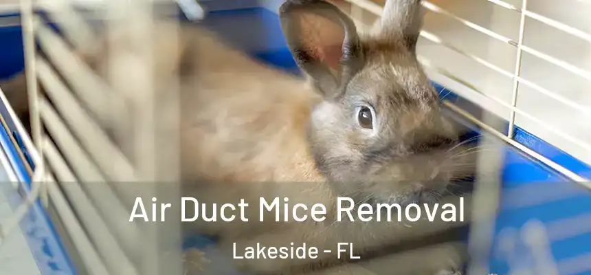 Air Duct Mice Removal Lakeside - FL